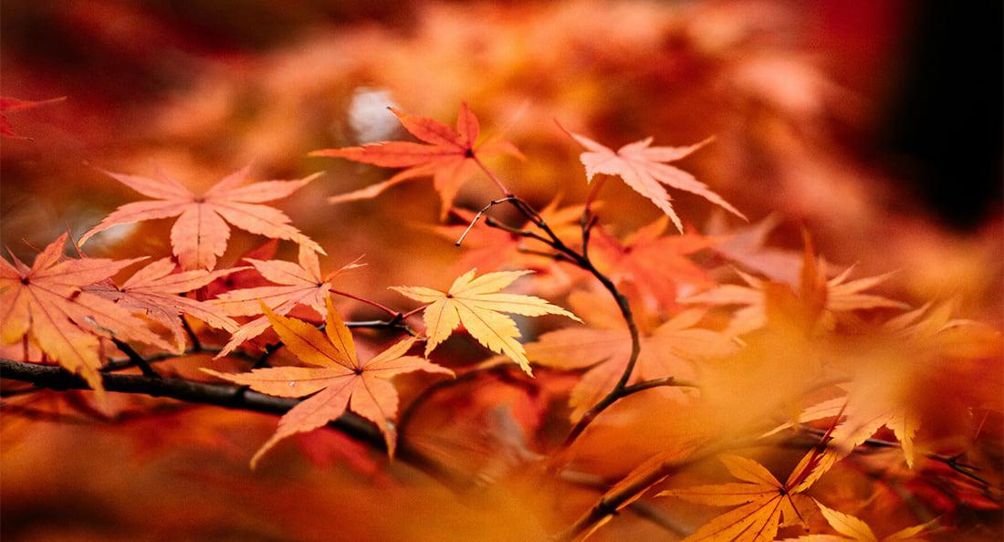 Japanese maple leaves