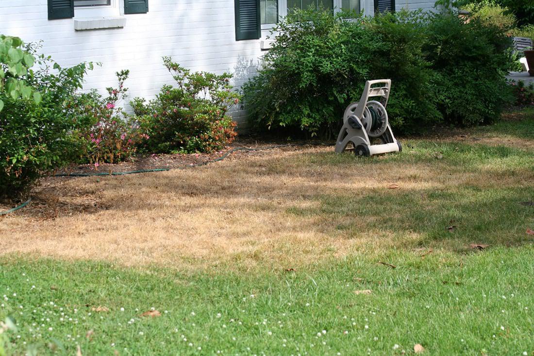 damaged lawn