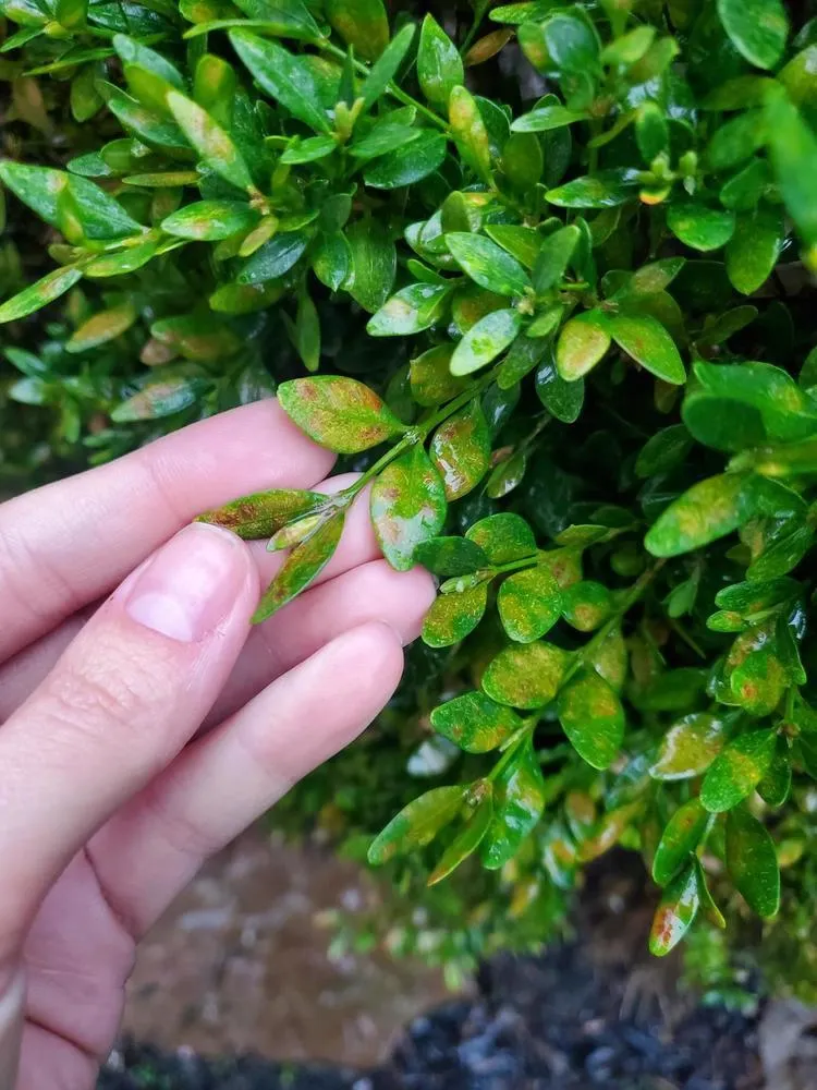 Leaf Miner Treatment by SavATree