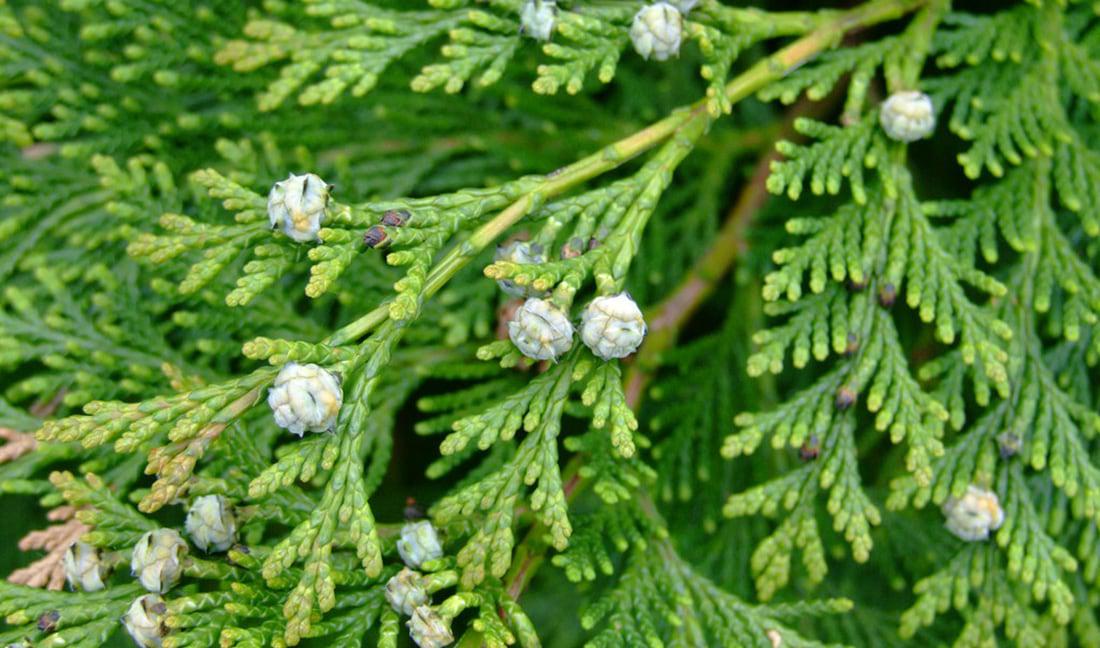 Leyland cypress tree leaves