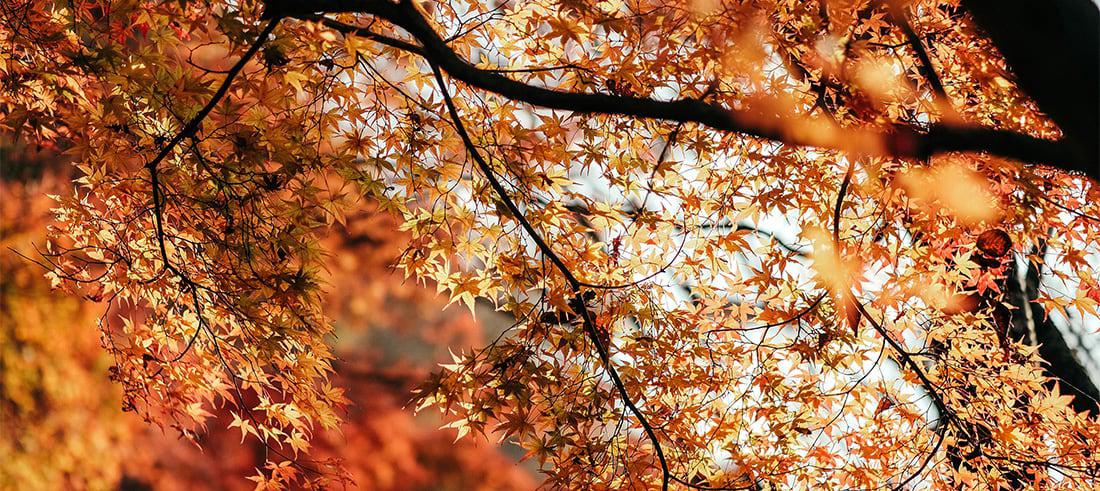 Maple tree