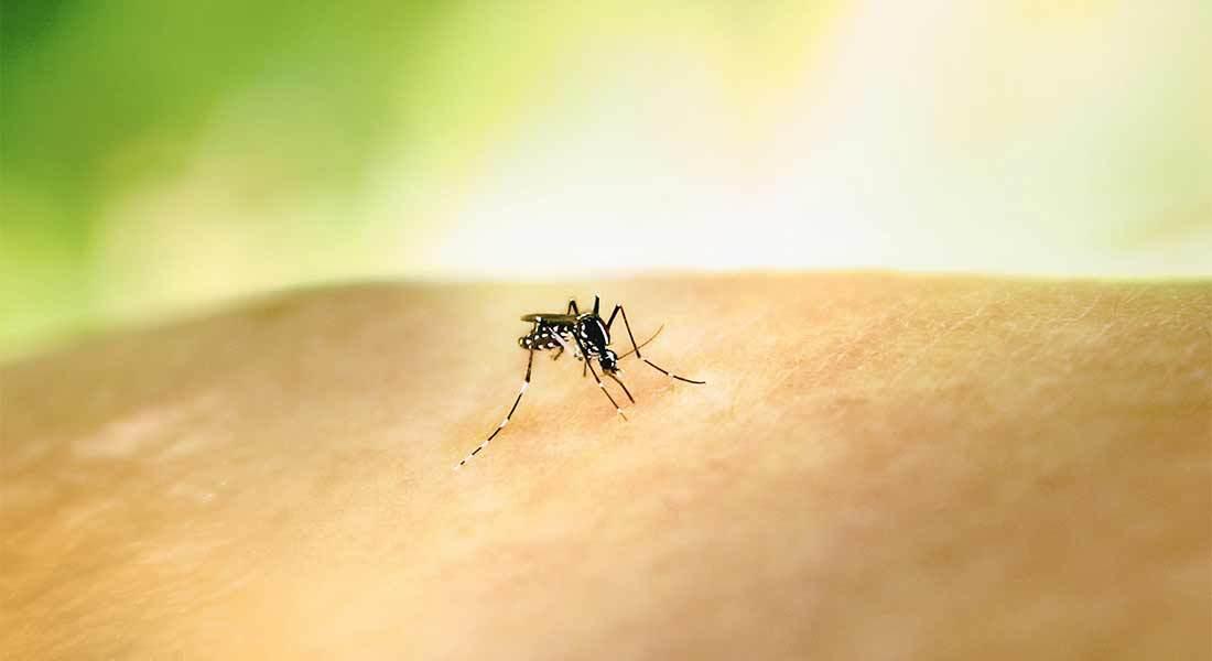 Close up of a mosquito