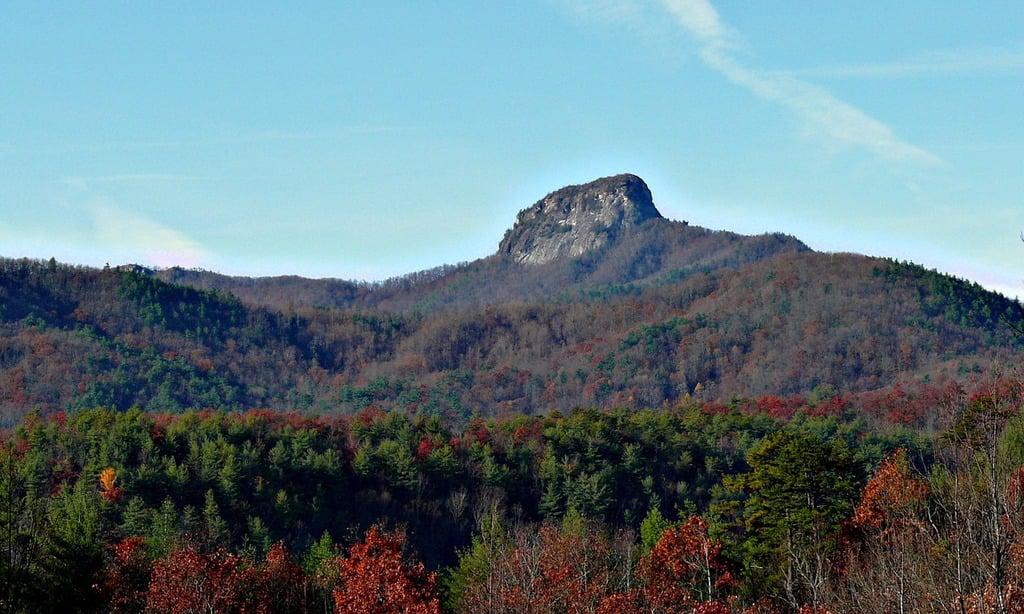 The Majestic Trees of North Carolina: A Guide to the State’s Lush Forests