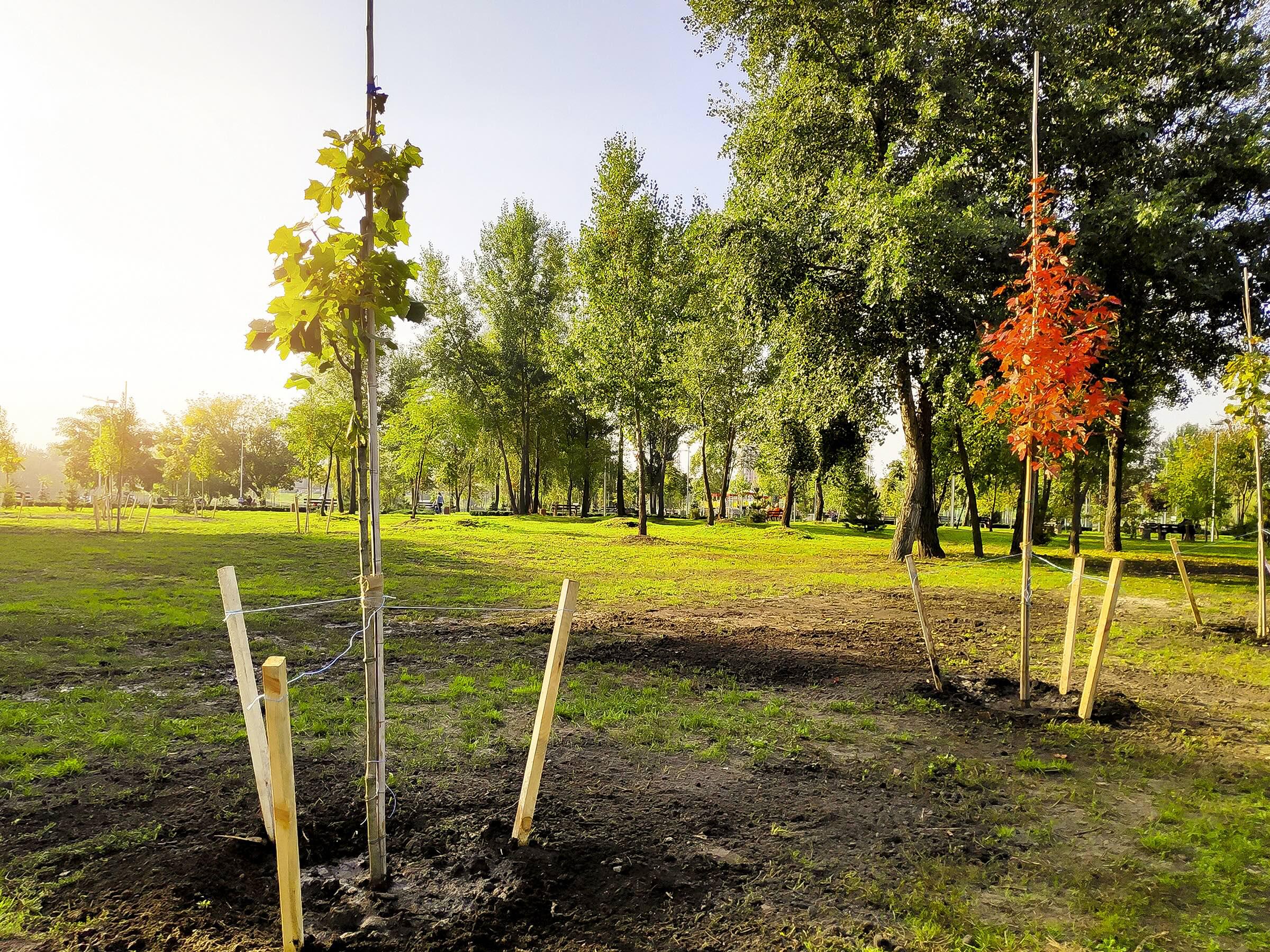 How to plant a new tree with supports