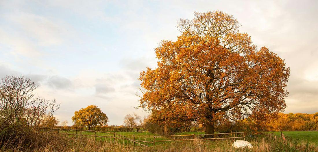 Large oak tree in an open field