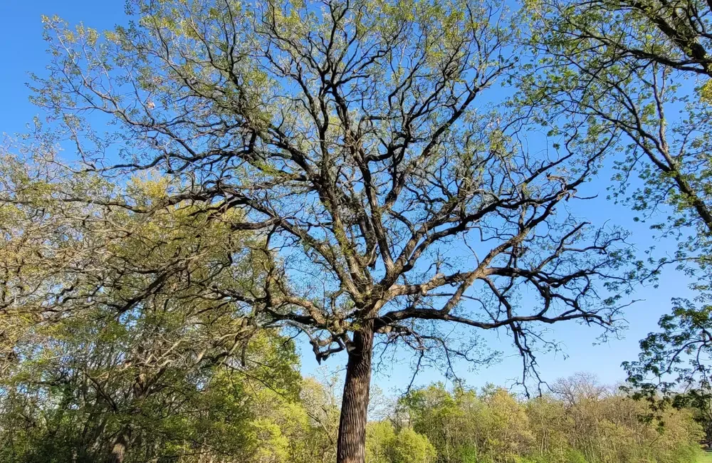 How to Identify Texas Oak Trees by Their Leaves