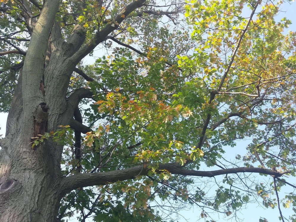 Protecting Oaks from Disease & Insects