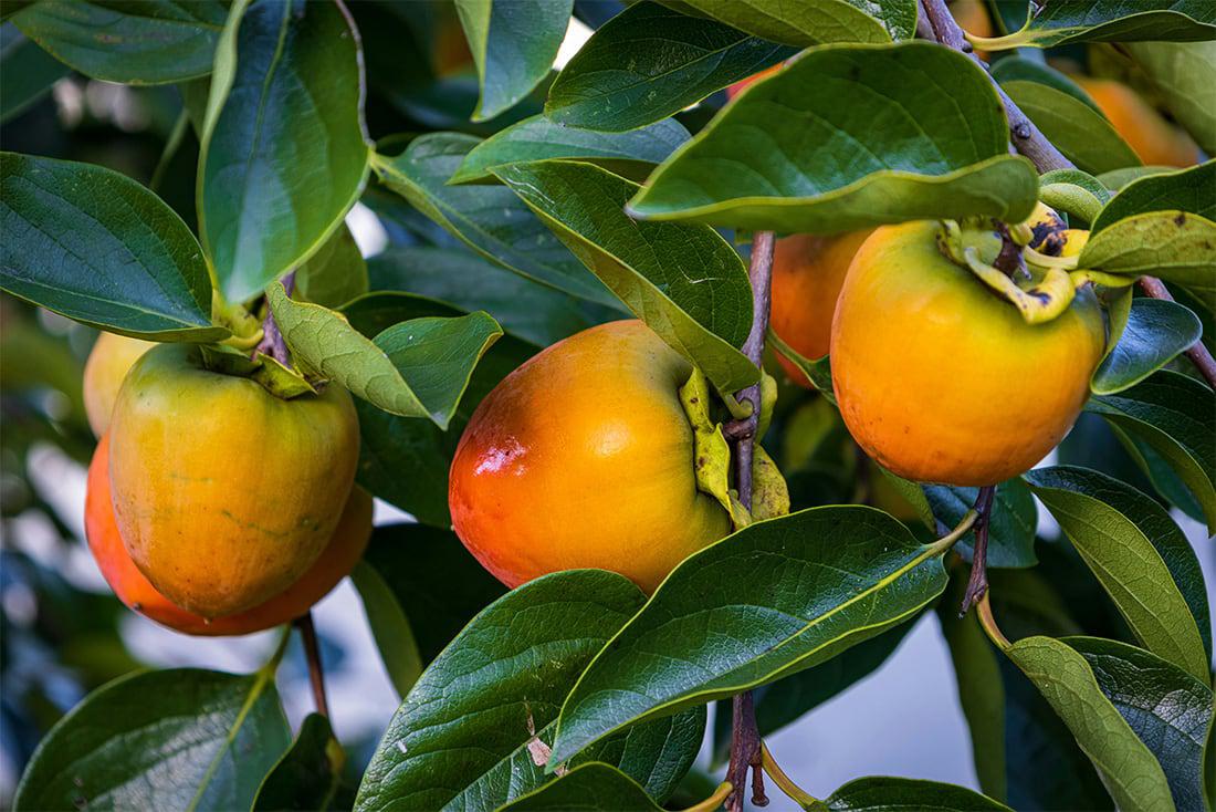 Persimmon fruit tree
