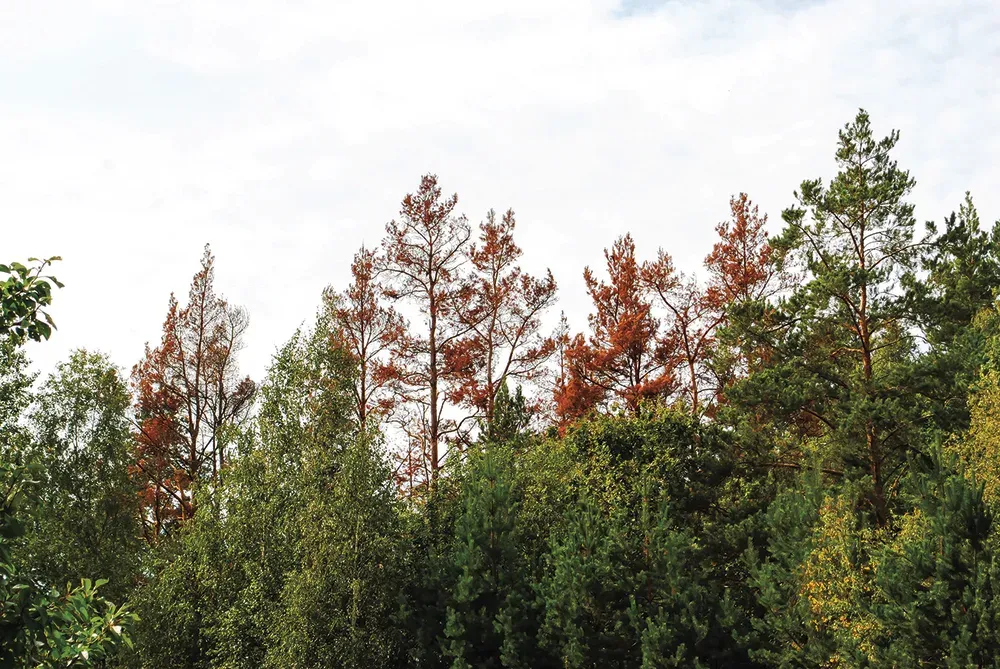 Bark Beetle Treatments by SavATree