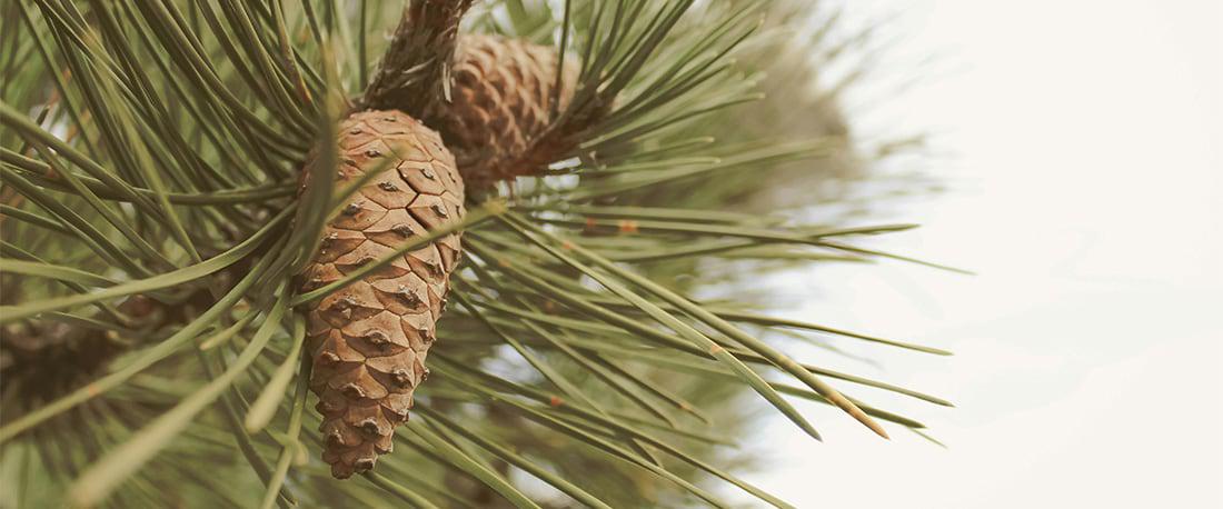 Pine Tree