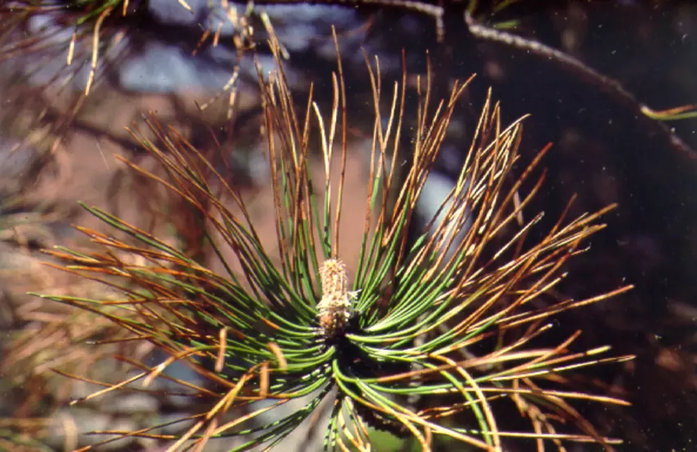 Why Are My Pine Trees Turning Brown? Causes & Solutions