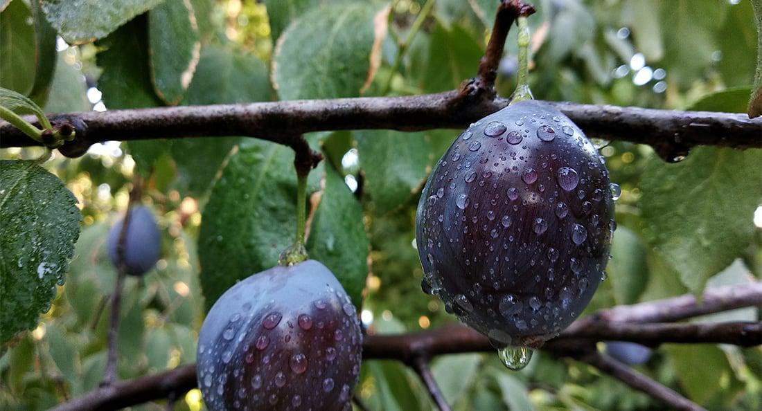Plum tree branches with fruits