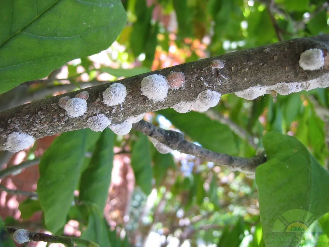Magnolia Scale Treatments by SavATree