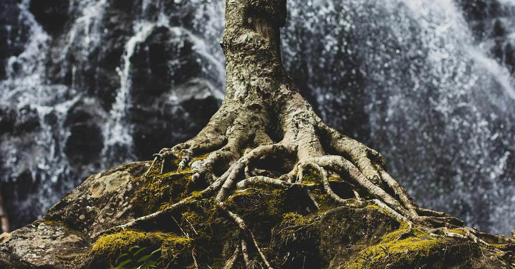 Photo of the base of a large tree