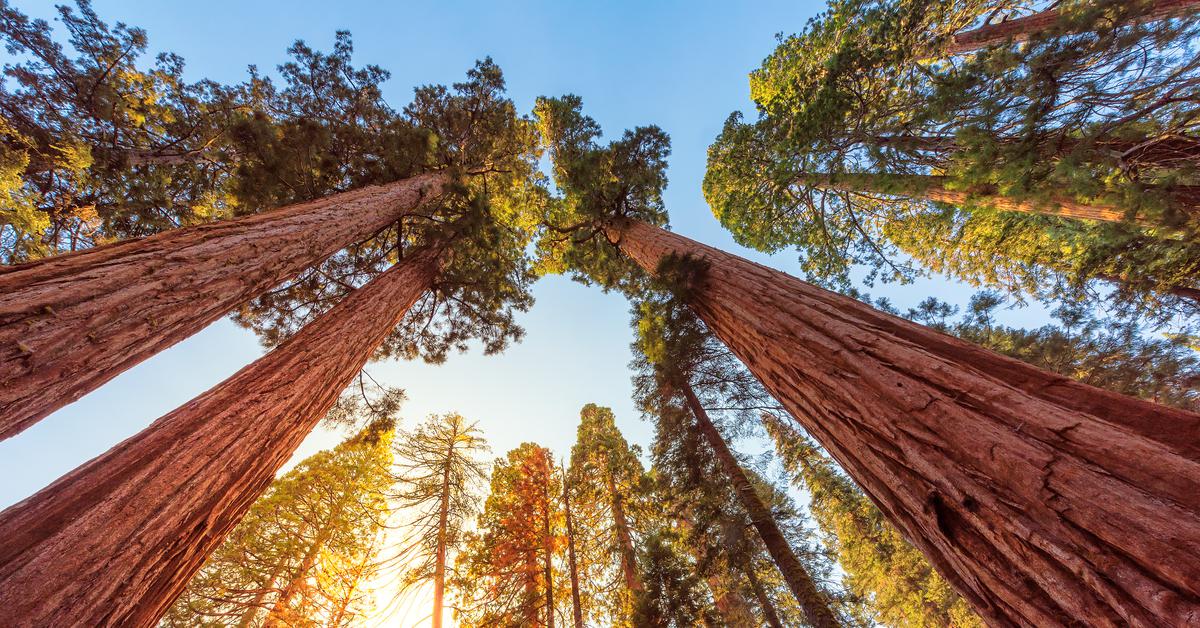 california trees