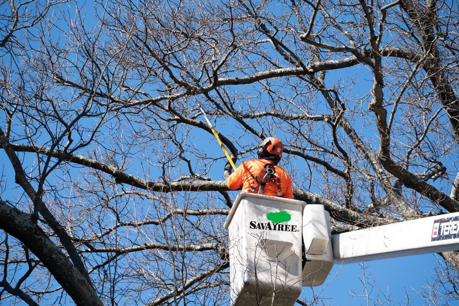 Is My Tree Dead or Just Dormant? How to Tell & What to Do