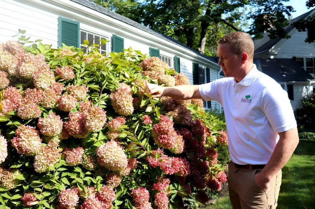 Your Guide to Hydrangeas: Expert Care for Stunning Blooms