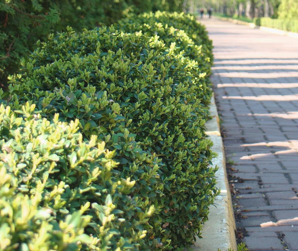 A Boxwood Hedge