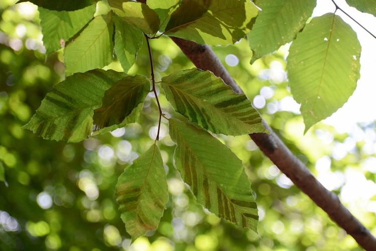 Protecting Your Trees from Deadly Beech Leaf Disease