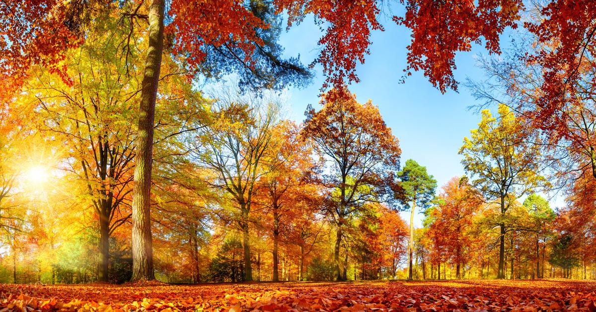 autumn trees