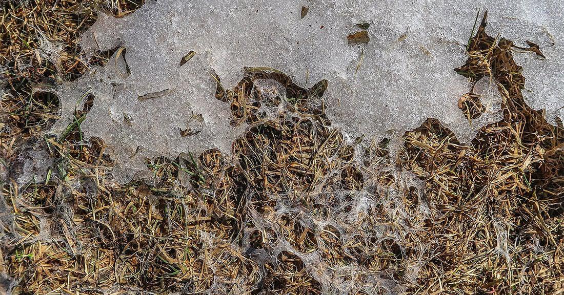 Snow mold