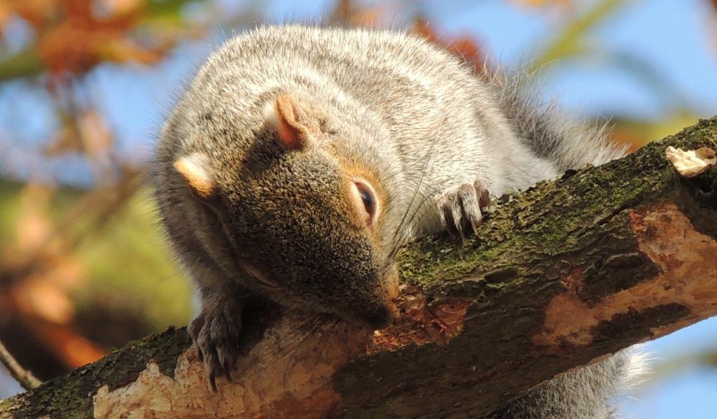 squirrel