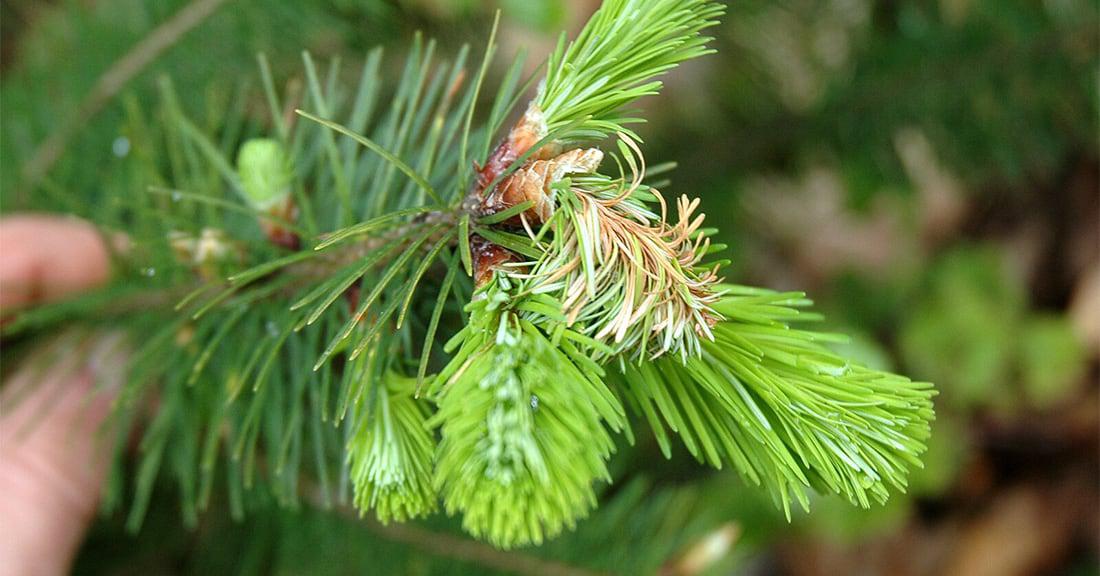 Sudden oak death