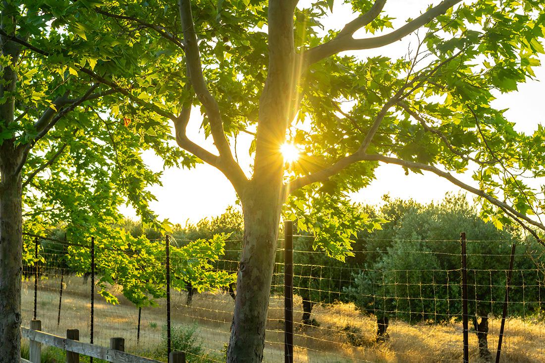 Sycamore tree