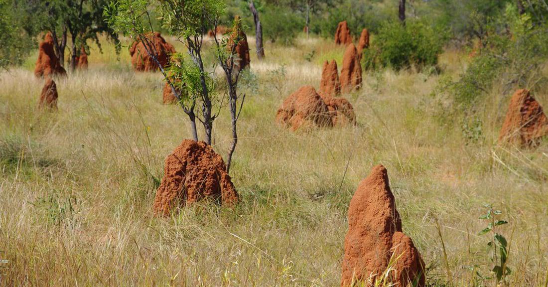 termite mound