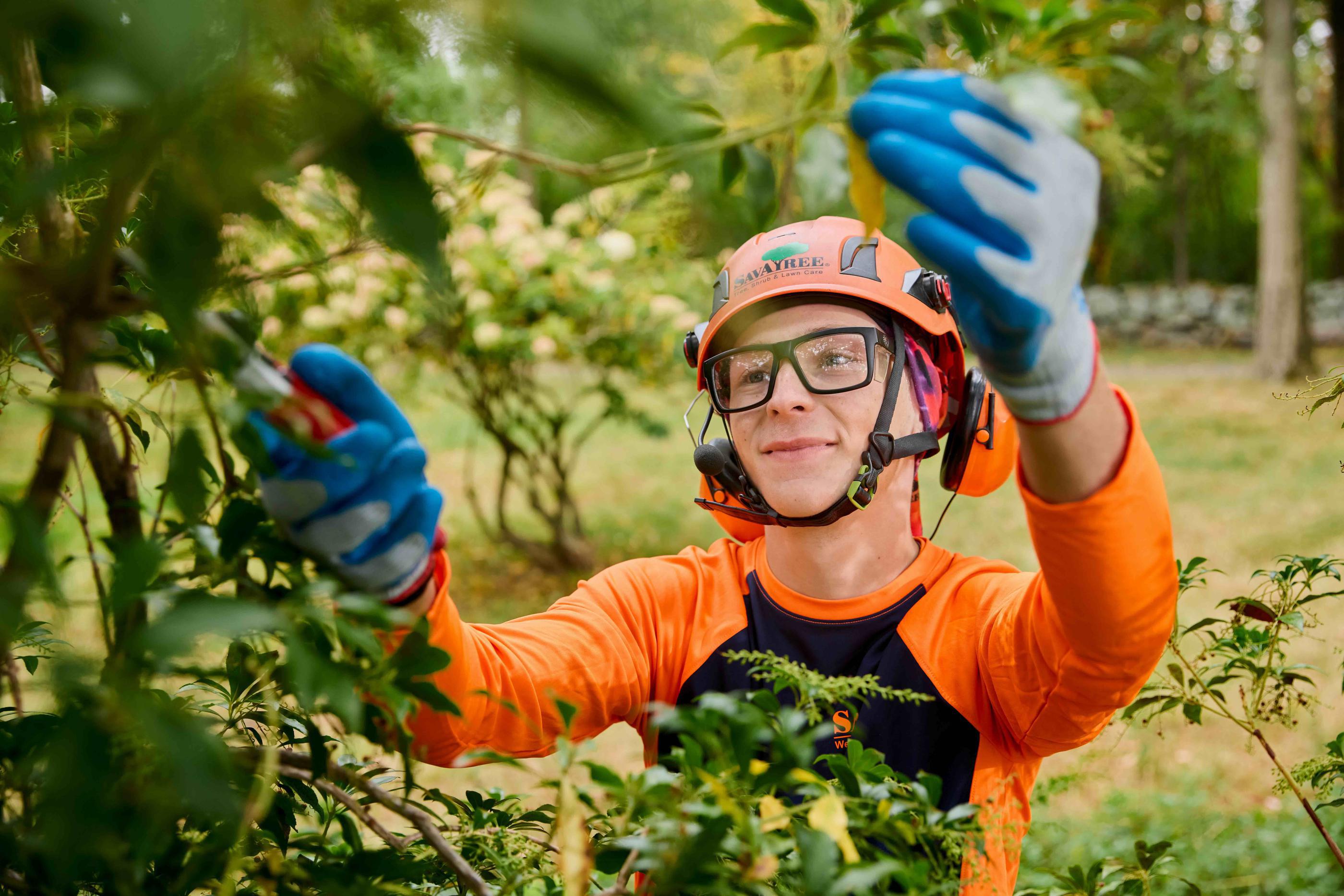 The Art of Rejuvenation Pruning: SavATree’s Guide to Healthier Shrubs and Ornamentals