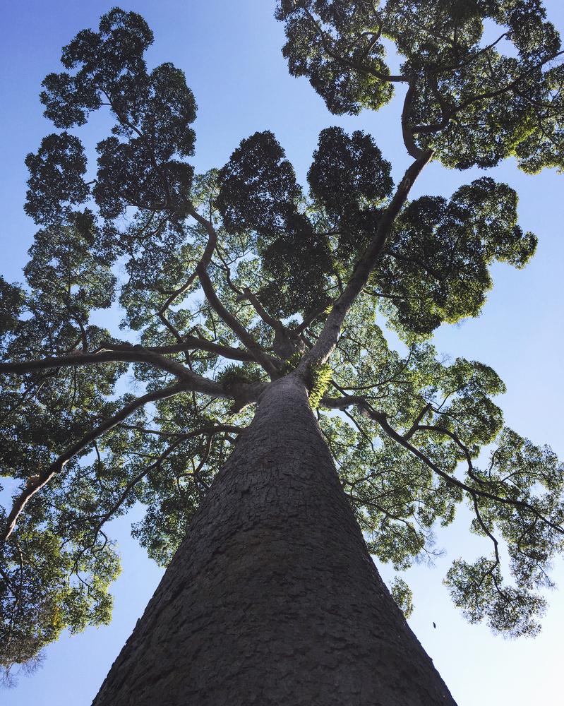 Why Is Bark Falling Off My Tree? (Oak, Pine, Ash, Maple & More)