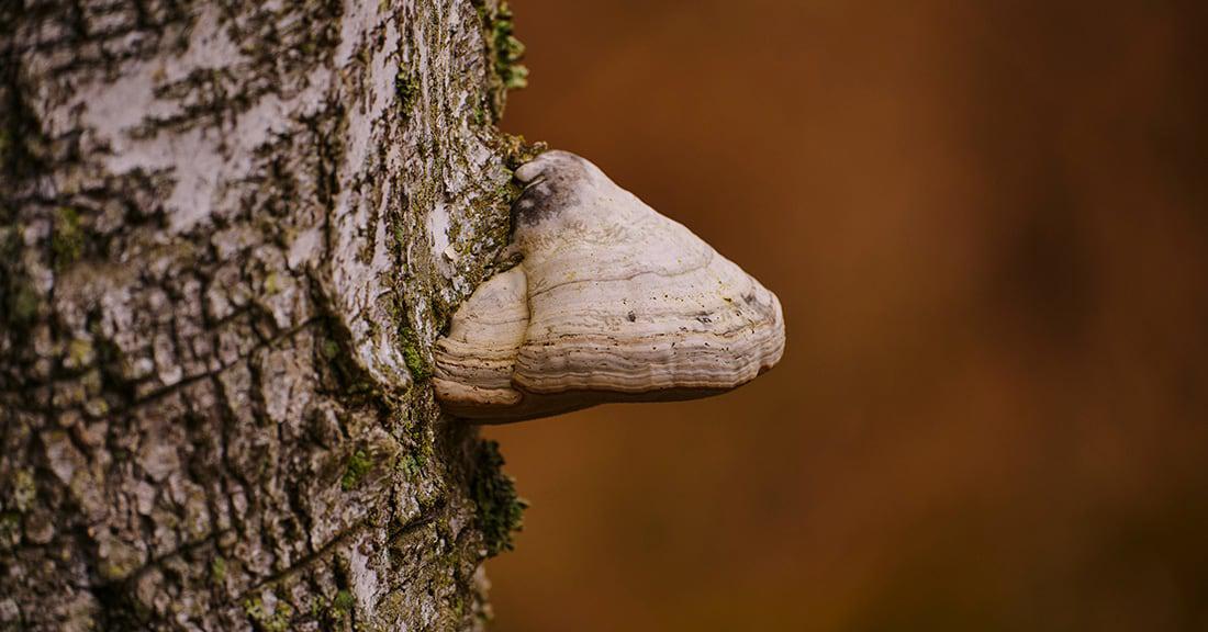 Tree fungus