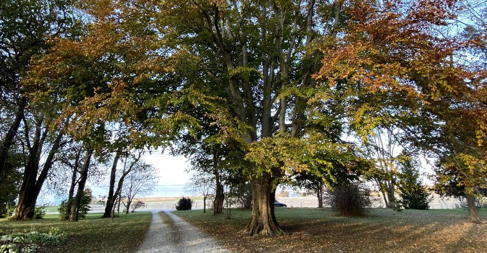 Large Tree on gravel road