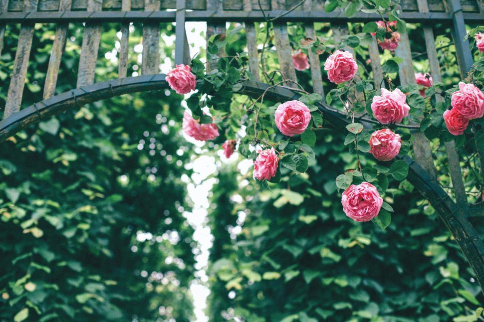 Roses on a Trellis