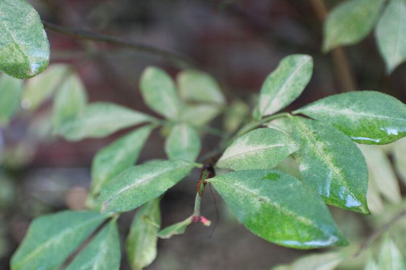 Spider Mite Treatment by SavATree