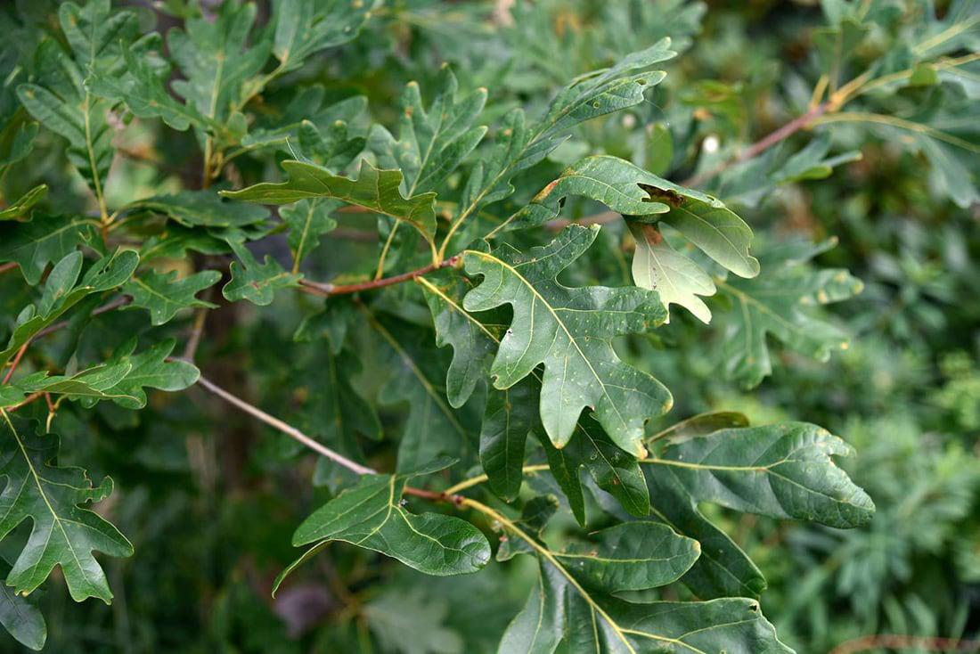 White Oak Tree Leaves