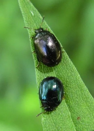 willow leaf beetle