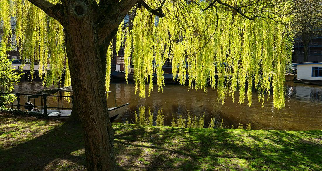 Willow tree by a lake